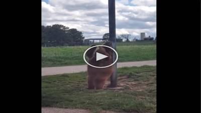 Viral Video: રીંછનો પોલ ડાન્સ થયો વાયરલ, ખંજવાળ દૂર કરવા લીધો હતો થાંભલાનો સહારો