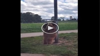 Viral Video: રીંછનો પોલ ડાન્સ થયો વાયરલ, ખંજવાળ દૂર કરવા લીધો હતો થાંભલાનો સહારો