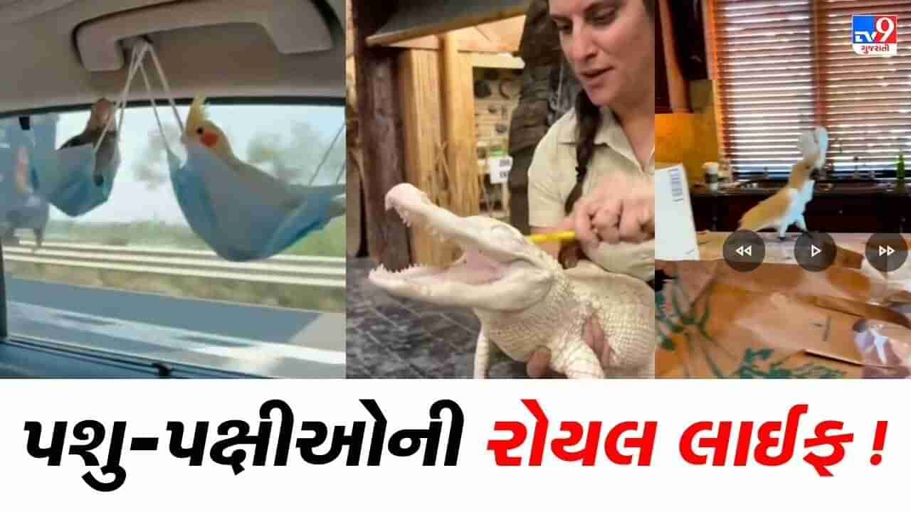 Viral Video: રોયલ લાઈફ જીવી રહ્યા છે આ પશુ-પક્ષી, તેમની લાઈફસ્ટાઈલ જોઈ તમને પણ થશે ઈર્ષા