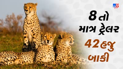 8 તો માત્ર ટ્રેલર, 42 હજુ બાકી: 5 વર્ષ પછી ભારતની ધરતી પર દોડશે 50 ચિત્તા