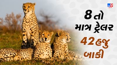 8 તો માત્ર ટ્રેલર, 42 હજુ બાકી: 5 વર્ષ પછી ભારતની ધરતી પર દોડશે 50 ચિત્તા