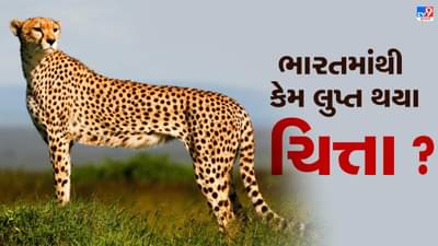 ભારતમાંથી કેમ લુપ્ત થયા ચિત્તા ? દેશના છેલ્લા ચિત્તાનો શિકાર કોણે કર્યો? જાણો સંપૂર્ણ માહિતી વિગતવાર