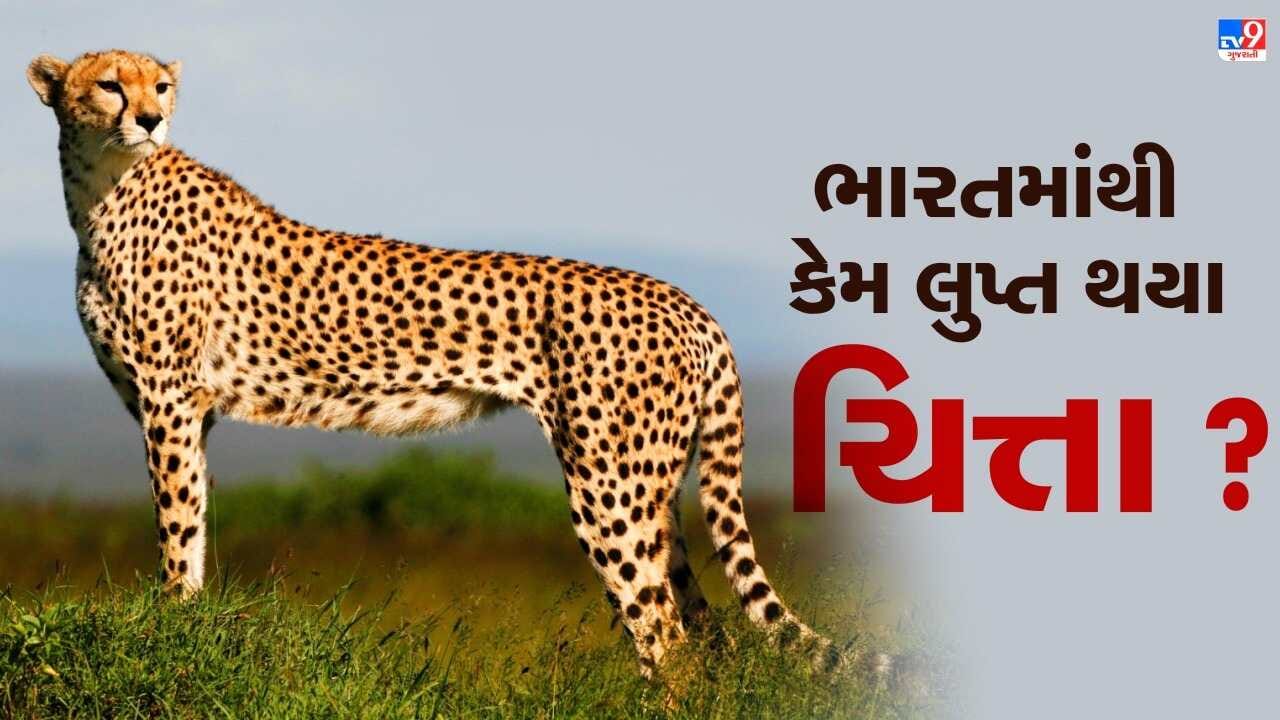 ભારતમાંથી કેમ લુપ્ત થયા ચિત્તા ? દેશના છેલ્લા ચિત્તાનો શિકાર કોણે કર્યો? જાણો સંપૂર્ણ માહિતી વિગતવાર