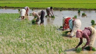 ડાંગર સહિત અનેક પાકોના વાવેતર વિસ્તારમાં ઘટાડો, ઓછા વરસાદની અસર જોવા મળી