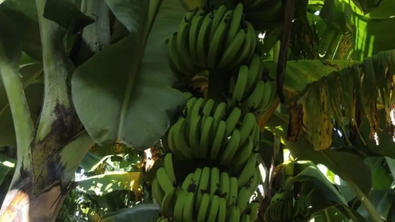 કેળાના છોડ પર જીવાતનો હુમલો, ખેડૂતે દસ એકરનો બાગ નષ્ટ કર્યો
