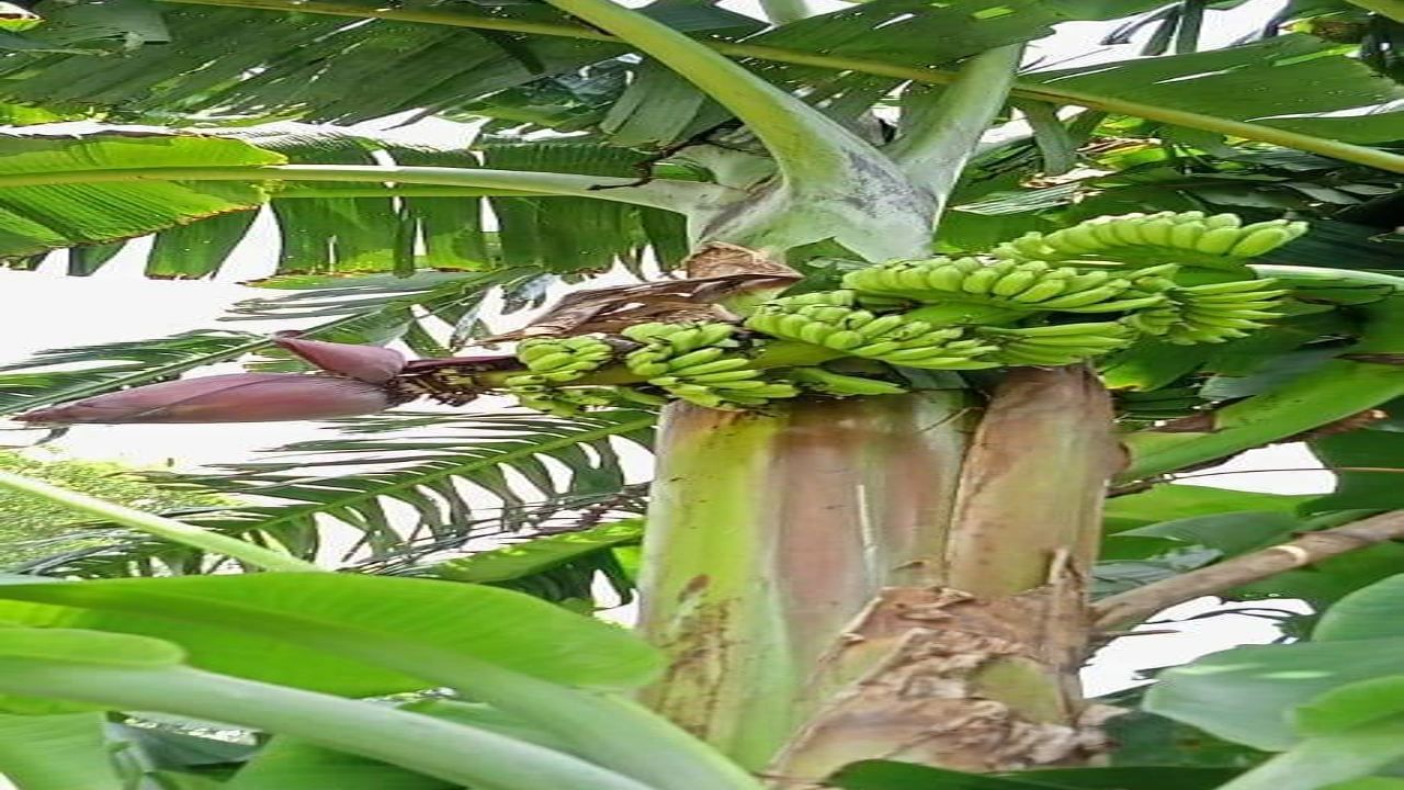 કેળાની ખેતી કરતા ખેડૂતોએ આ બાબતે વિશેષ ધ્યાન આપવું જોઈએ, નહિંતર નુકસાન નિશ્ચિત છે