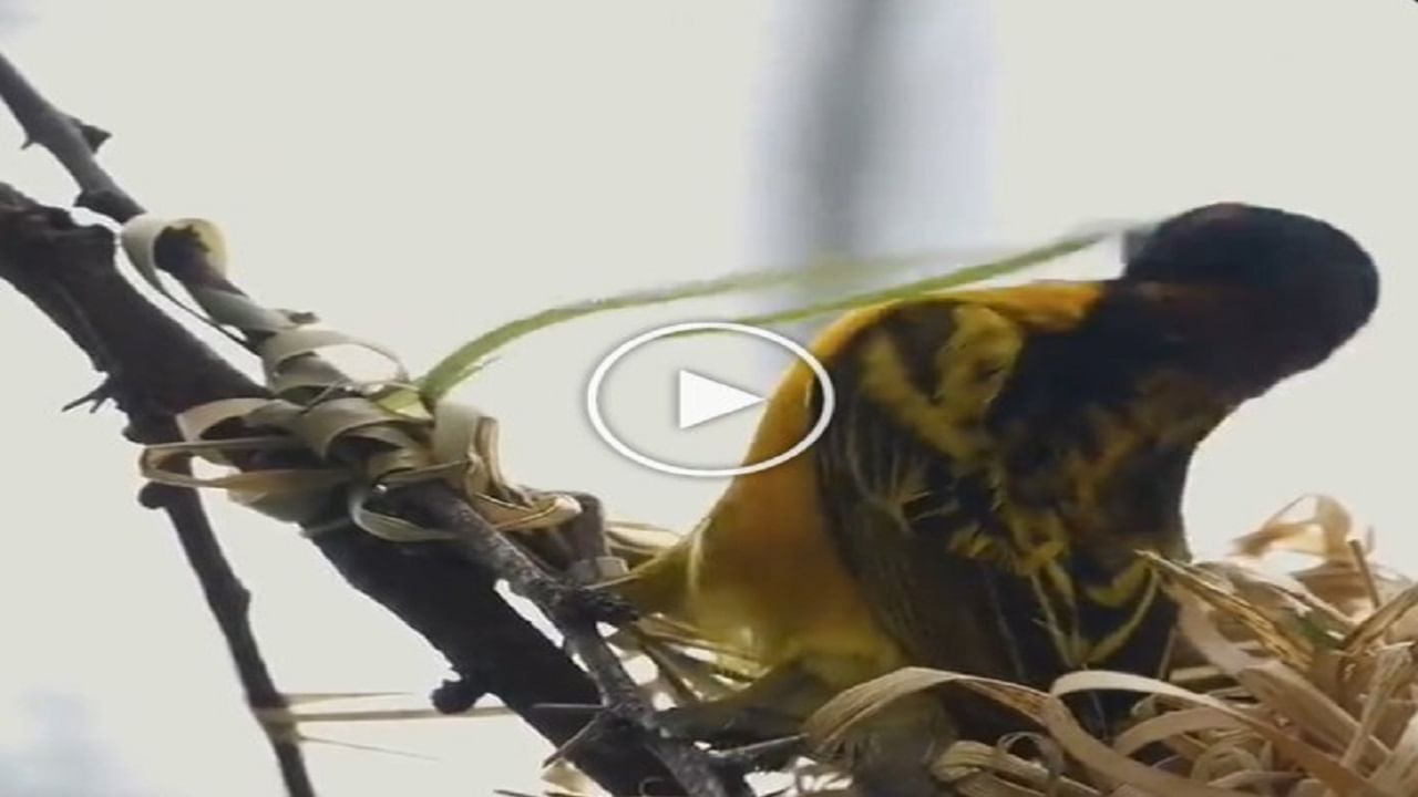 Bird Viral Video : 'પ્રકૃતિનો શ્રેષ્ઠ કલાકાર...' પક્ષીએ અનોખી કળાથી બનાવ્યો પોતાનો માળો, પ્રકૃતિનો કરિશ્મા કેમેરામાં થયો કેદ
