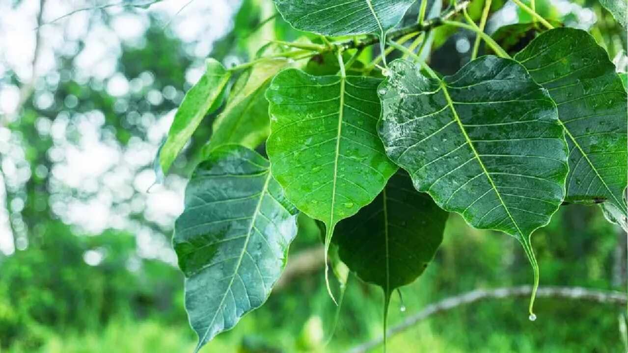 પીપળાનું વૃક્ષ - પિતૃ પક્ષમાં પીપળના વૃક્ષની પૂજા કરવાથી પિતૃ દોષમાંથી મુક્તિ મળે છે. આ દરમિયાન નિયમિતપણે બપોરે પાણીમાં દૂધ મિક્સ કરીને પીપળના ઝાડને ચઢાવો. સાંજે પીપળના ઝાડ નીચે સરસવના તેલનો દીવો પ્રગટાવો. પિતૃ સૂક્તનો પાઠ કરો.