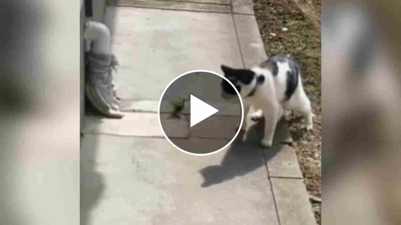 Animal Viral Video : કીડાએ Kung Fu સ્ટાઈલમાં બિલાડીને આપ્યો ડરનો ડોઝ, વીડિયો જોઈને તમે પણ હસવા લાગશો