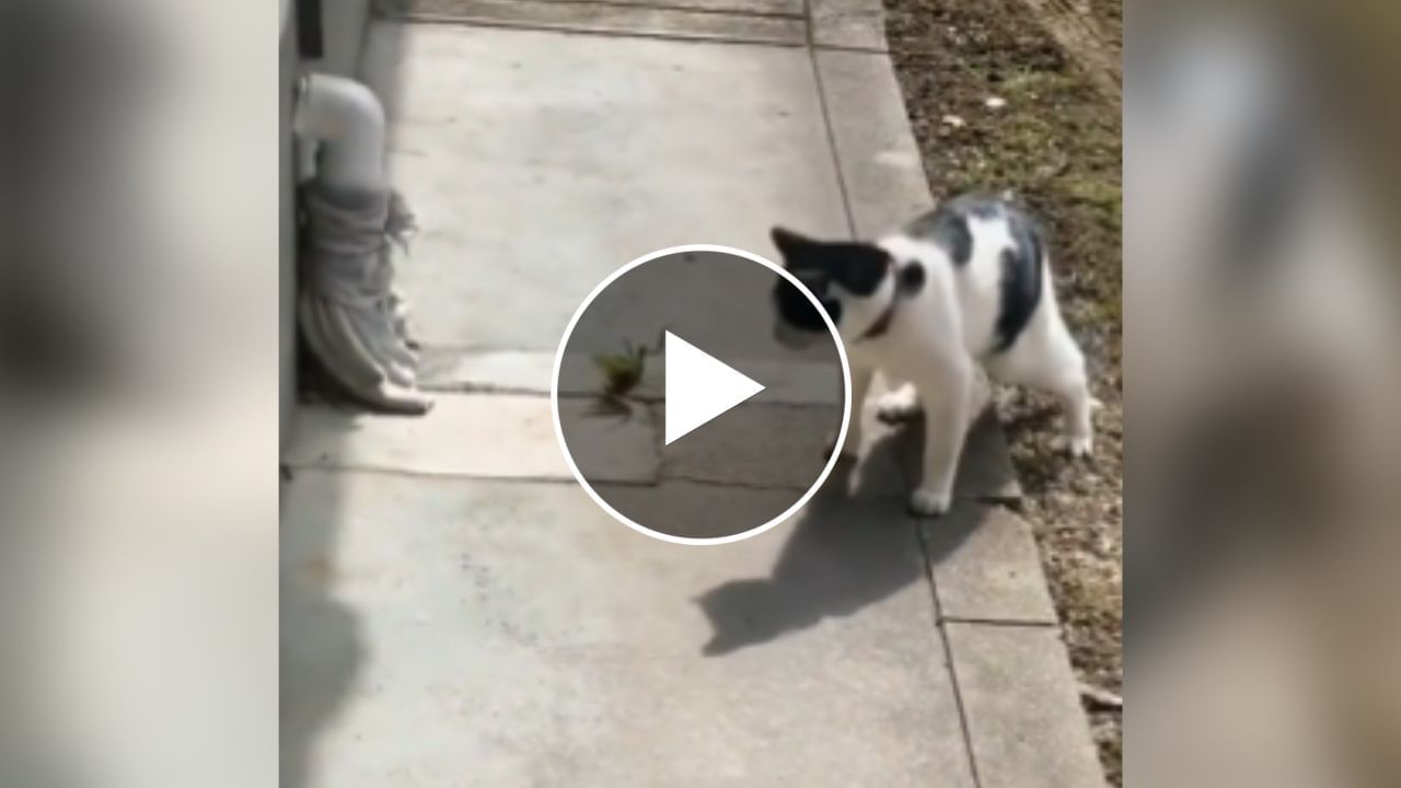 Animal Viral Video : કીડાએ Kung Fu સ્ટાઈલમાં બિલાડીને આપ્યો 'ડરનો ડોઝ', વીડિયો જોઈને તમે પણ હસવા લાગશો