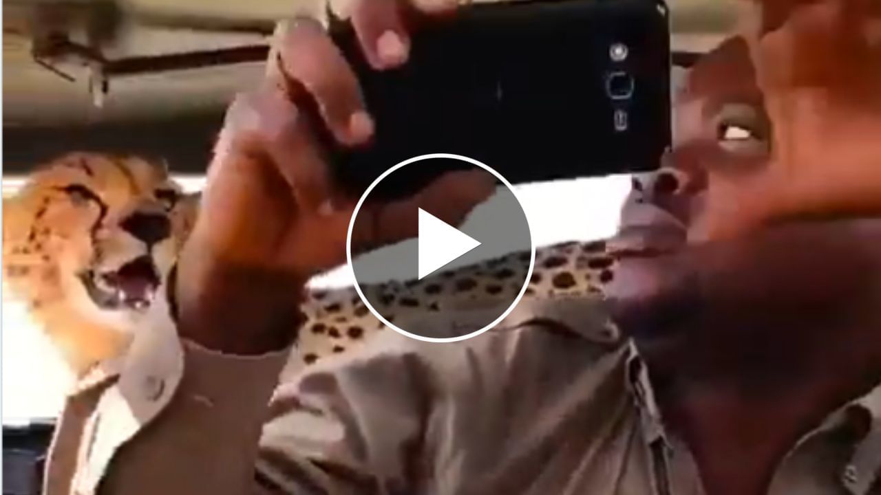 Animal Shocking Video Viral video : વ્યક્તિએ ચિત્તા સાથે આવી રીતે લીધી સેલ્ફી, લોકોએ પૂછ્યું - માણસ જીવતો છે કે ગયો....