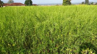 Mustard Faming: સરસવની ખેતીમાં વધુ ઉત્પાદન મેળવવાની કેટલીક સરળ રીતો