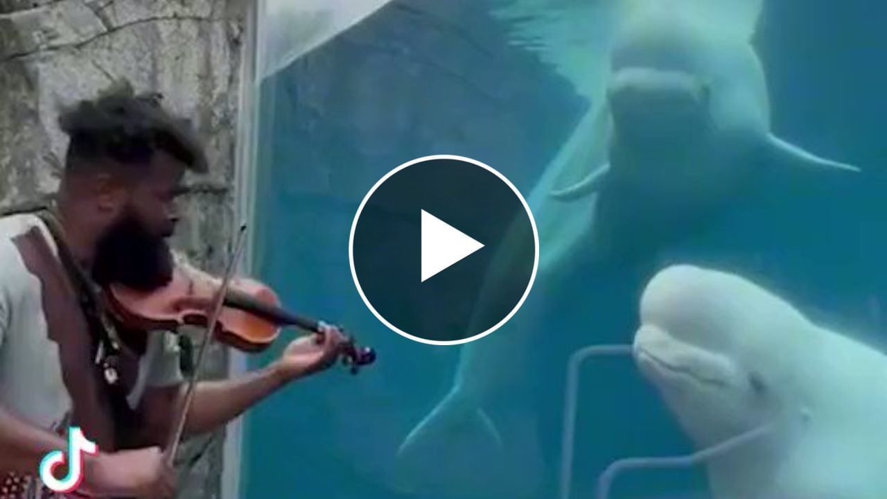 મ્યૂઝિક સાંભળી મંત્રમુગ્ધ થઈ ડોલ્ફિન, લોકોએ કહ્યું- So Cute, જુઓ 10 Viral Video