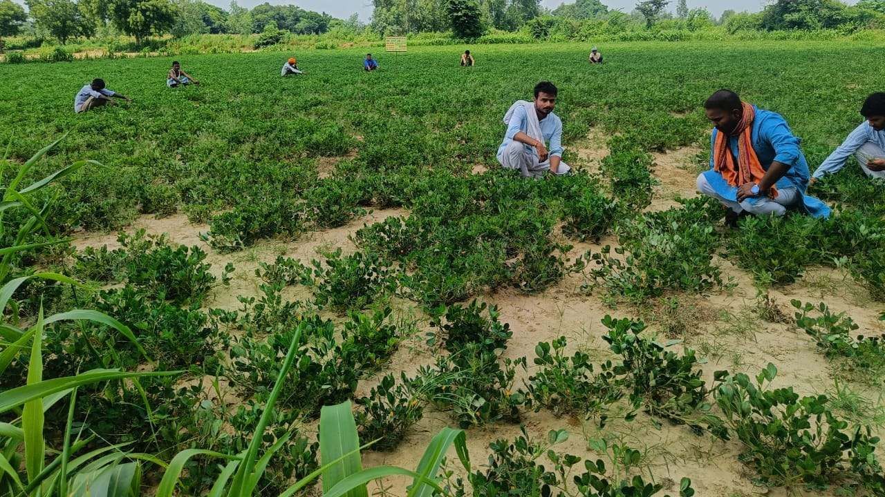Banaskantha : વાતાવરણમાં પલટાથી ખેડૂતોને મગફળીના પાકમાં નુકસાનનો ભય, દક્ષિણ ગુજરાત અને સૌરાષ્ટ્રમાં સામાન્ય વરસાદની આગાહી
