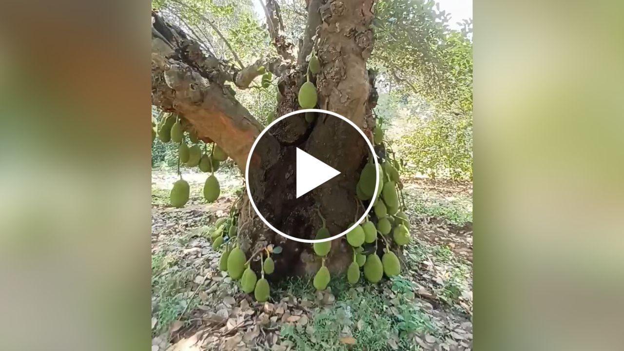 200 વર્ષ જૂનું અનોખું ફણસનું વૃક્ષ, દૂર-દૂરથી લોકો આવે છે જોવા, જુઓ Viral Video