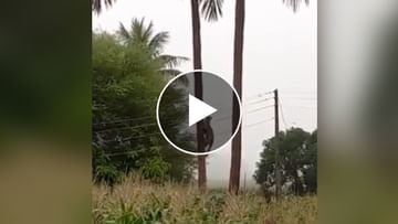 Viral Video: નારિયેળના ઝાડ પર બે દિપડાઓએ કરી ખતરનાક ફાઈટ, અંતે જે થયું તે જોઈને રહી જશો દંગ