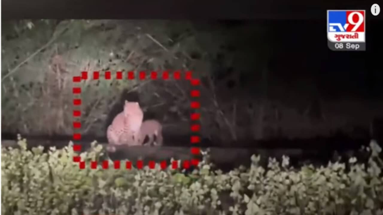 Dang : સાપુતારા રોડ ઉપર દીપડો બે બચ્ચા સાથે નજરે પડ્યો, જુઓ દ્રશ્યો