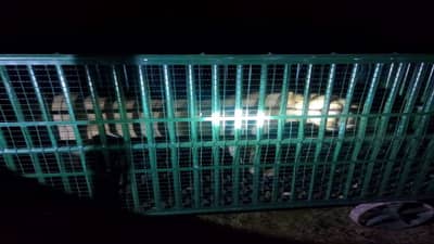 Amreli : ભારે જહેમત બાદ કિશોરનો જીવ લેનારી સિંહણ આખરે પાંજરે પૂરાઈ