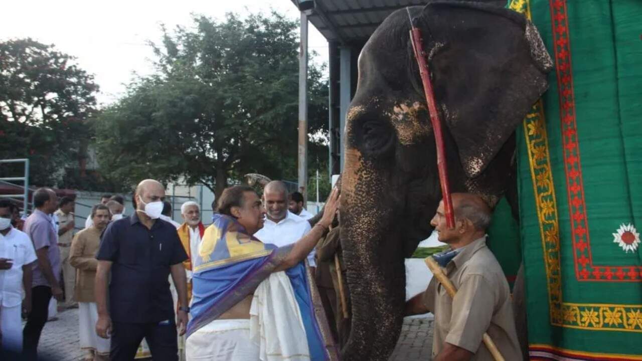 भगवान के दर्शन के बाद मुकेश अंबानी और राधिका मर्चेंट ने मंदिर क्षेत्र में हाथियों को केले खिलाए और आशीर्वाद लिया.