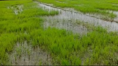 ડાંગરમાં વામન રોગથી પરેશાન ખેડૂતો માટે નિષ્ણાતોની સલાહ, બિનજરૂરી રીતે પાક પર છંટકાવ કરશો નહીં