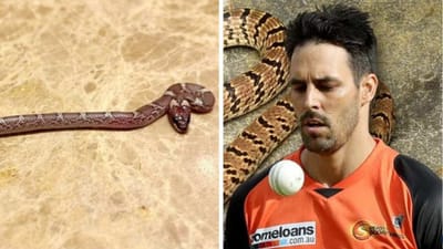 Legends League Cricket: લખનૌમાં ઓસ્ટ્રેલિયન દિગ્ગજના રુમમાં સાપ નિકળતા ક્રિકેટરને પરસેવો વળી ગયો!