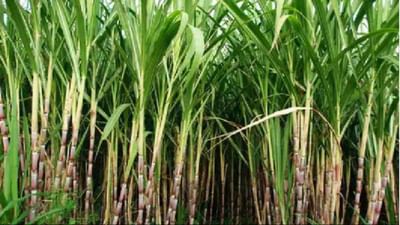 શેરડીના ખેડૂતો માટે આવી રહ્યા છે સારા સમાચાર ! સરકાર નવા ભાવની જાહેરાત કરશે