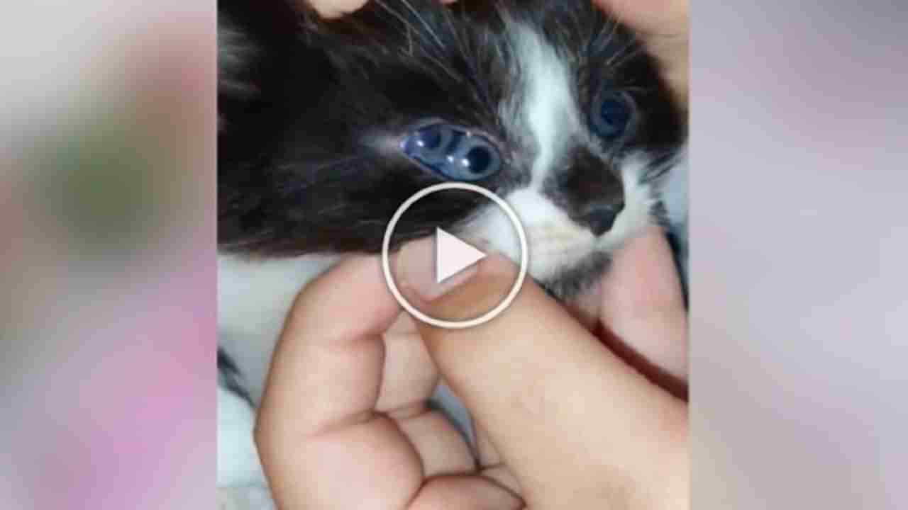 Cat Viral Video : શું તમે ક્યારેય ત્રણ આંખોવાળી બિલાડી જોઈ છે..? વીડિયોએ બધાને કર્યા હેરાન