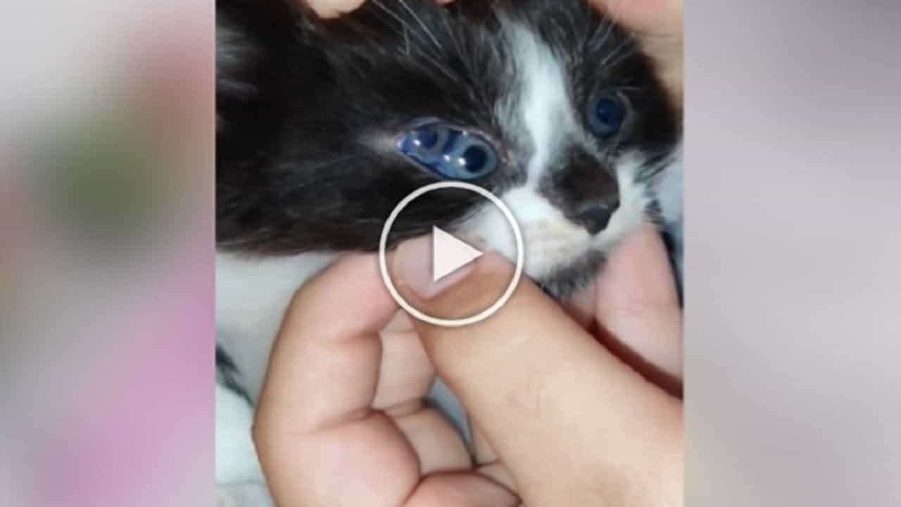 Cat Viral Video : શું તમે ક્યારેય ત્રણ આંખોવાળી બિલાડી જોઈ છે..? વીડિયોએ બધાને કર્યા હેરાન