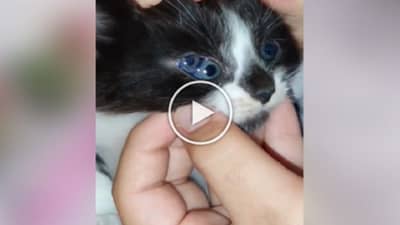 Cat Viral Video : શું તમે ક્યારેય ત્રણ આંખોવાળી બિલાડી જોઈ છે..? વીડિયોએ બધાને કર્યા હેરાન