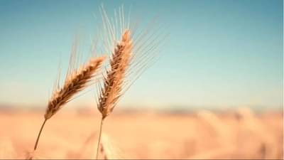 ઘઉંની આ ત્રણ જાતો છે સૌથી લેટેસ્ટ, 120 દિવસમાં આપી શકે છે 82.1 ક્વિંટલ ઉત્પાદન