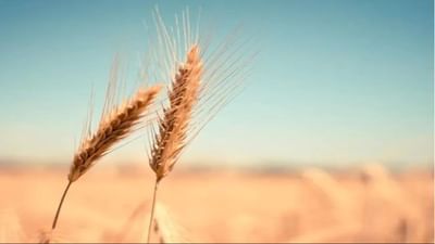 ઘઉંની આ ત્રણ જાતો છે સૌથી લેટેસ્ટ, 120 દિવસમાં આપી શકે છે 82.1 ક્વિંટલ ઉત્પાદન