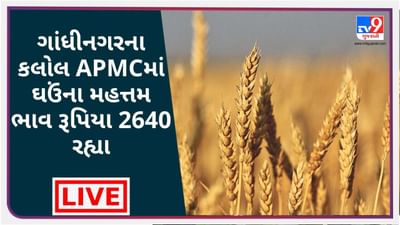 Mandi : ગાંધીનગરના કલોલ APMCમાં ઘઉંના મહત્તમ ભાવ રૂપિયા 2640 રહ્યા, જાણો જુદા-જુદા પાકના ભાવ