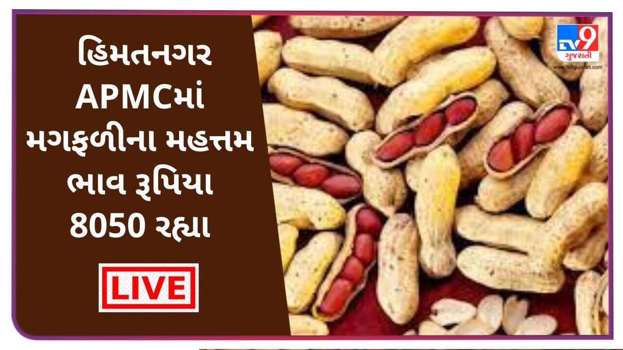 Mandi : હિમતનગર APMCમાં મગફળીના મહત્તમ ભાવ રૂપિયા 8050 રહ્યા, જાણો જુદા-જુદા પાકના ભાવ