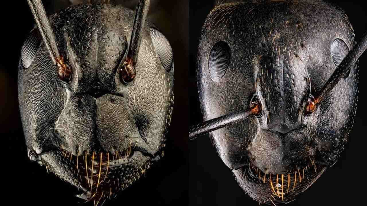 real face of an ant went viral photographer won award by taking a zoom photo of Ant Face
