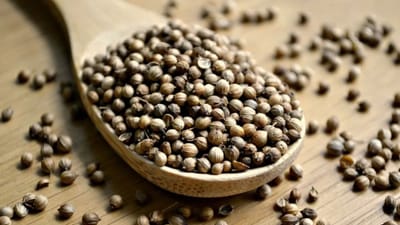 Diwali 2022 : ધનતેરસ પર ધાણા ખરીદવા માનવામાં આવે છે શુભ, જાણો કારણ