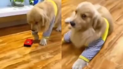 ડોગીએ કરી જબરદસ્ત એક્ટિંગ, લોકોએ કહ્યું કે, આ ઓસ્કાર માટે પ્રબળ દાવેદાર છે, જુઓ આ ફની વાયરલ વીડિયો