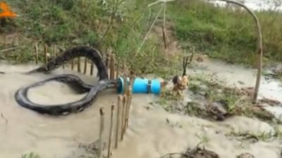 મરઘીને બનાવ્યો ચારો અને પકડ્યો વિશાળકાય અજગર, જુગાડ જોઈ લોકો રહી ગયા દંગ, જુઓ વાયરલ વીડિયો