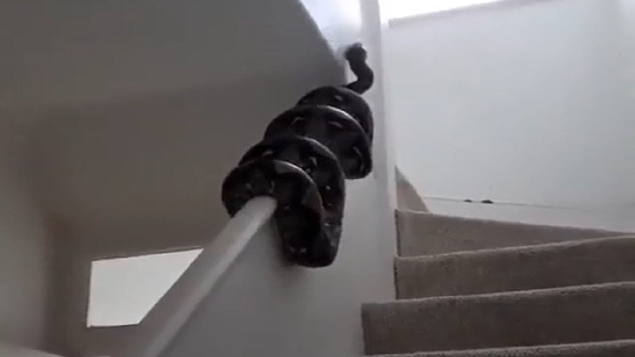 એક વિશાળકાય અજગર અનોખી રીતે છત પર ચડતો જોવા મળ્યો, તેને જોઈને લોકો થયા ...