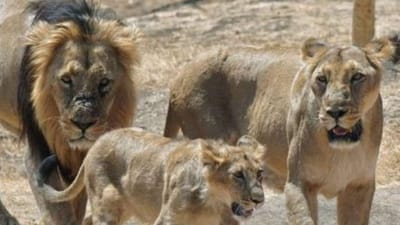 ગીર નેશનલ પાર્કને સહેલાણીઓ માટે ખુલ્લું  મુકાયું, સહેલાણીઓને સિંહ દર્શન  માટે રવાના કરવામાં આવ્યા