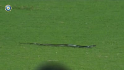 Video: મેદાનમાં ઘુસી આવ્યો સાપ, ભારત-દક્ષિણ આફ્રિકા મેચને થોડીવાર રોકી દેવી