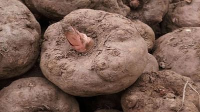 Diwali 2022 : દિવાળી પર સૂરણનું શાક ખાવું ખૂબ જ શુભ છે, જાણો તેનું વિશેષ મહત્વ