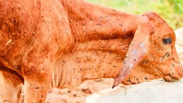 Lumpy Skin Disease: મહારાષ્ટ્રમાં 2100 પશુઓના મોત, પશુપાલન મંત્રીએ મૃત્યુદર રોકવા આપ્યા નિર્દેશ