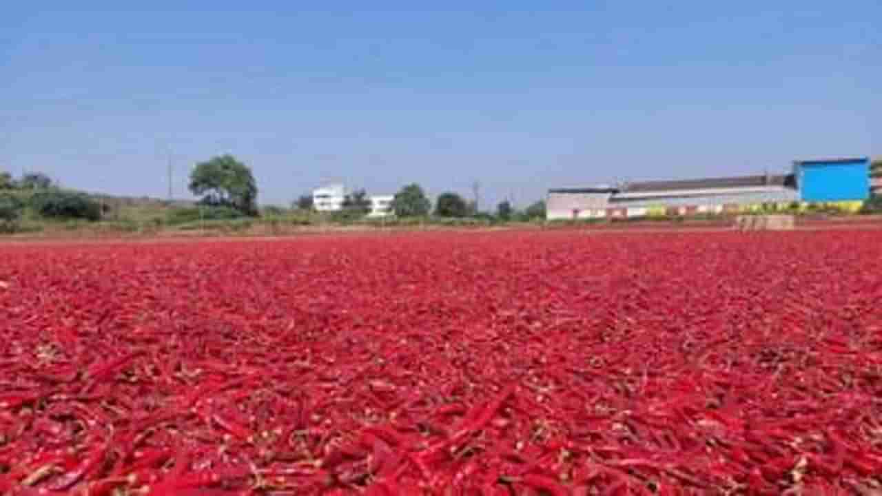Red Chili: ખેડૂતોને લાલ મરચાના સારા ભાવ મળી રહ્યા છે, તહેવારને કારણે ભાવમાં વધુ ઉછાળો આવવાની શક્યતા છે