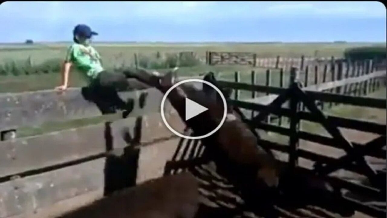 વાયરલ વીડિયો : ગાયની છેડતી કરવી ભારે પડી, લોકો એ કહ્યુ - આ કર્મોનું ફળ મળ્યુ છે