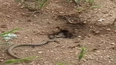 કીડીઓના દરમાં ઘૂસવાની સાપે કરી ભૂલ, પછી આવ્યો એવો વળાંક, શિકારીએ પણ હાથ ધોવા પડ્યા