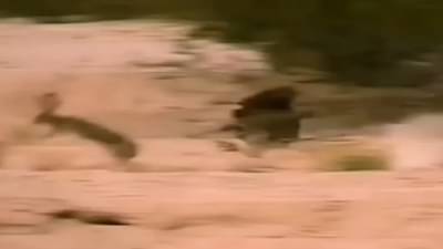 વાયરલ વીડિયો : સસલા એ ઊંચો કૂદકો મારી પોતાનો જીવ બચાવ્યો, શિકારી પક્ષી પણ રહી ગયુ દંગ