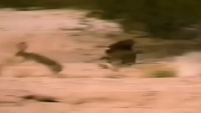 વાયરલ વીડિયો : સસલા એ ઊંચો કૂદકો મારી પોતાનો જીવ બચાવ્યો, શિકારી પક્ષી પણ રહી ગયુ દંગ