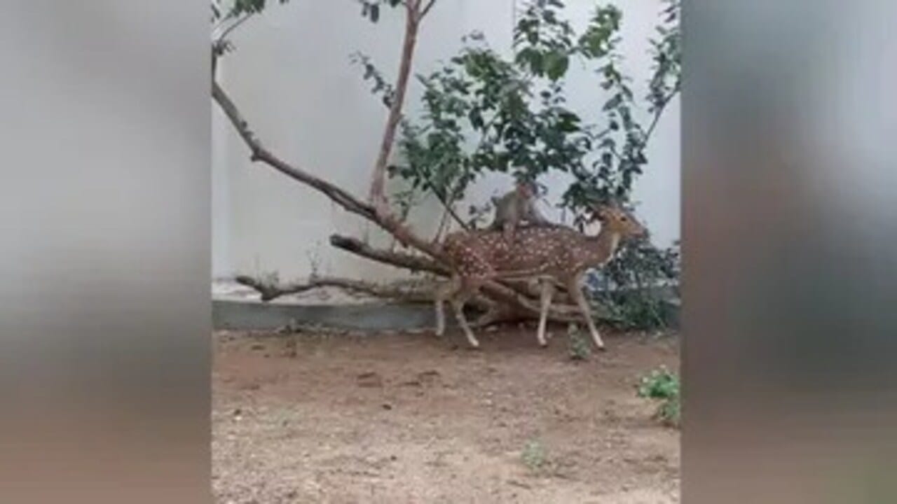 વાયરલ વીડિયો : ચાલાક વાંદરાની દાદાગીરી, હરણની પીઠ પર બેસીને કરી સવારી ...