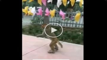 વાયરલ વીડિયો : વાંદરા એ રસ્તા પર કર્યુ સ્કેટિંગ, લોકો એ કહ્યુ - આ તો ટેલેન્ટેડ વાંદરો છે