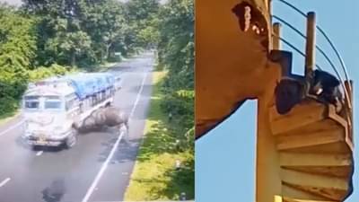 વાયરલ વીડિયો : ટ્રક-ગેંડા વચ્ચે ભયાનક ટક્કર, તો ક્યાક મધમાખીને કારણે હેરાન થયું રીંછ, નાનકડી ભૂલને કારણે પ્રાણીઓના હાલ થયા બેહાલ